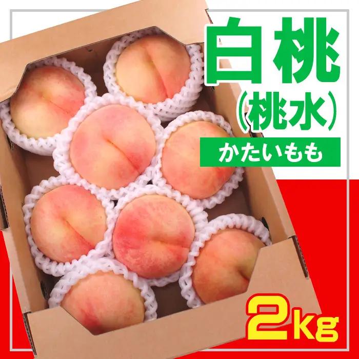 ☆フルーツ王国山形☆ 白桃(桃水) 秀品 2kg [かたい桃]【令和8年産先行予約】FS23-831 くだもの 果物 フルーツ 山形 山形県 山形市 2026年産