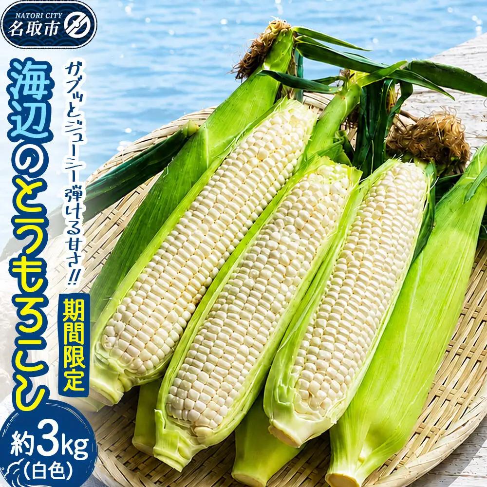 【期間限定】ガブッとジューシー弾ける甘さ！海辺のとうもろこし【白色】約3kg（7～8本程度）ホワイトコーン