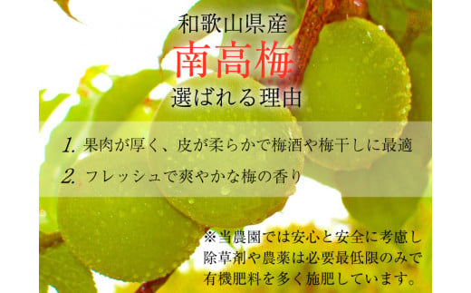 紀州和歌山県産 熟南高梅 生うめ 優品 約３kg (S、Mサイズおまかせ)+3%増量＜2027年6月上旬～7月上旬発送予定＞/ 梅干し 梅酒 ウメシロップ ジュース ジャム他 紀州熟南高梅 青梅 黄梅