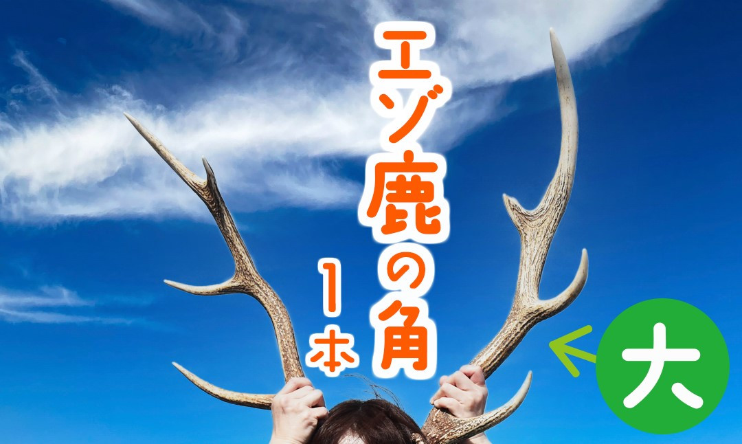 
            エゾ鹿の角　大1本（北海道・しか・シカ・しかのこ・コスプレ・工作・手作り・DIY・自由研究・自然・キャンプ・アクセサリー）
          