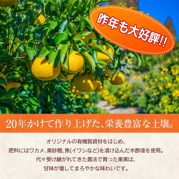 先行予約 訳あり 海藻木酢 日向夏 小夏 計8kg以上 傷み補償分付き 期間限定 数量限定 フルーツ 果物 くだもの 柑橘 みかん 訳アリ 国産 食品 デザート おやつ おすそ分け_BA80-24_イ