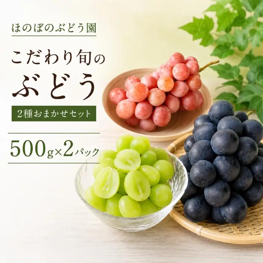 美浜町産 こだわり旬のぶどう 2種おまかせセット（シャインマスカット＋ピオーネ／グロスクローネ／タカスミ／クイーンニーナ） | 先行予約 愛知県 美浜町