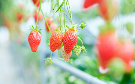 【先行予約】いちご あきひめ 250g×4パック[AUGA003]いちご