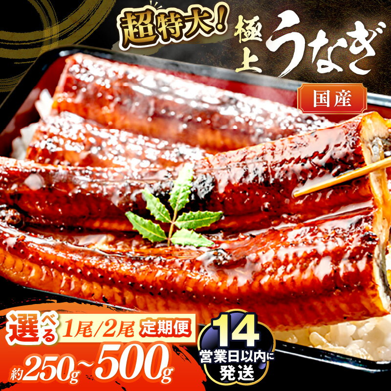 【ふるさと納税】超特大・国産【14営業日以内発送】高評価★5.0 極上！国産うなぎ蒲焼 250g～1500g 1尾 2尾 定期便 3回 毎月 隔月 選べる 内容量 お届け回数 ふるさと納税 鰻 九州産 国産 ウナギ 有頭 蒲焼き うな丼 うな重 うなぎ 国産