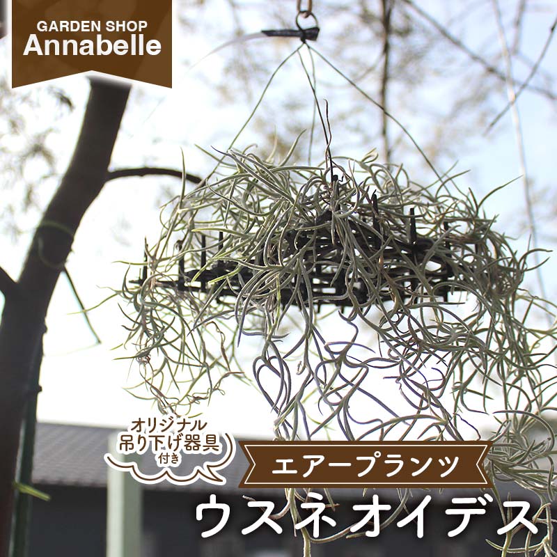 【ふるさと納税】エアープランツ ウスネオイデス オリジナル吊り下げ器具付き 観葉植物 植物 プラント 園芸 ガーデニング インテリア FK7-0189