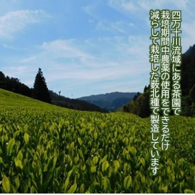 ふるさと納税 津野町 四万十紅茶〈リーフティー〉50g×10袋 |  | 01
