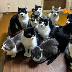 のらねこゼロプロジェクト 一口 100,000円（30,000円分）返礼品なし 【R01386】