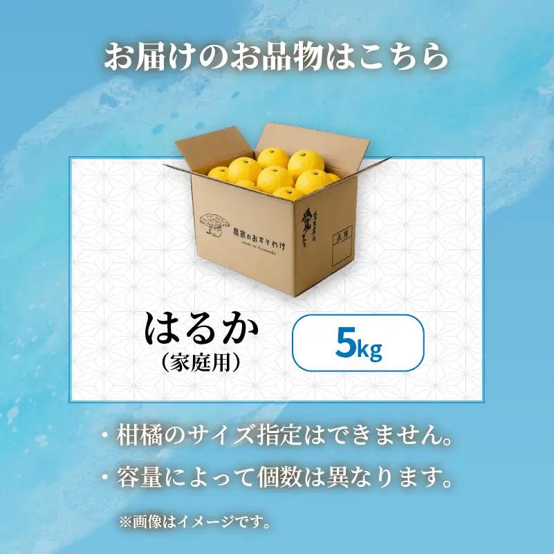 【2027年2月中旬から順次発送】はるか 5kg  家庭用 みかん 柑橘 【RNK028】