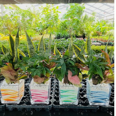 【ふるさと納税】みさと市カラーの観葉植物　4種【1392446】