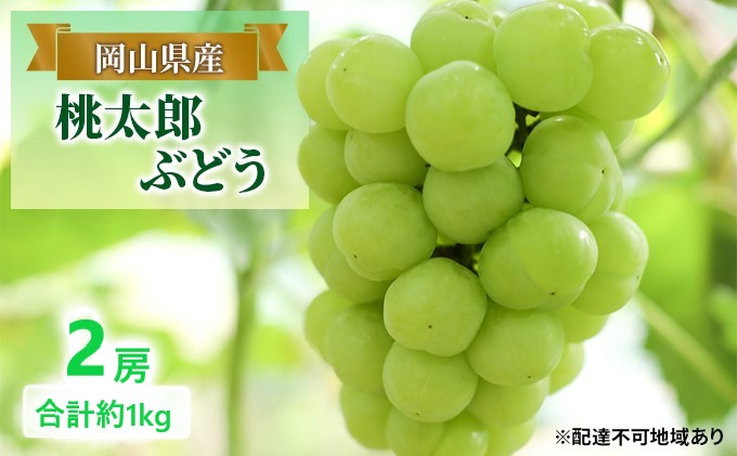 ぶどう 【2025年 早期受付】 桃太郎ぶどう 2房 合計約1kg ブドウ 葡萄 岡山県産 国産 フルーツ 果物 ギフト