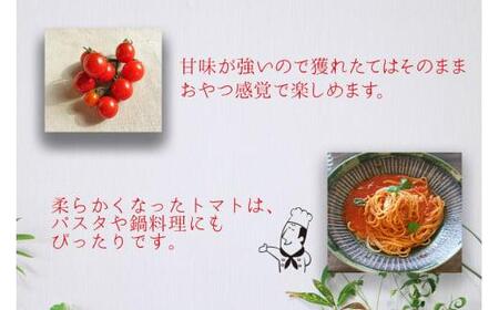 【先行予約】濃厚ミニトマト ピッコラ・ルージュ 900g | ミニトマト新葉ファーム FV008