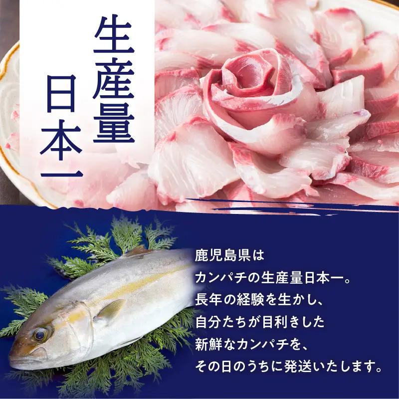 鹿児島県産 カンパチ 約3.5kg 三枚卸（ フィーレ ） 活〆 ※ 真空包装 K294-003_02 魚