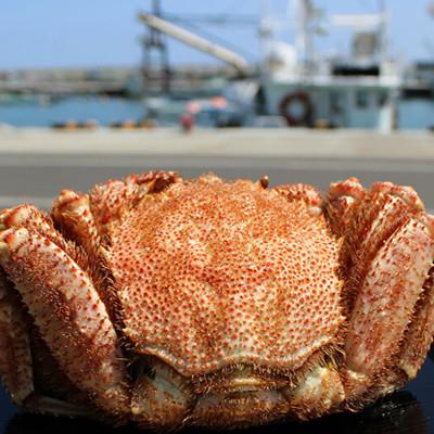 ふるさと納税 雄武町 北海道雄武町産 毛ガニ(冷凍)1kg前後×1尾【1237802】 |  | 01