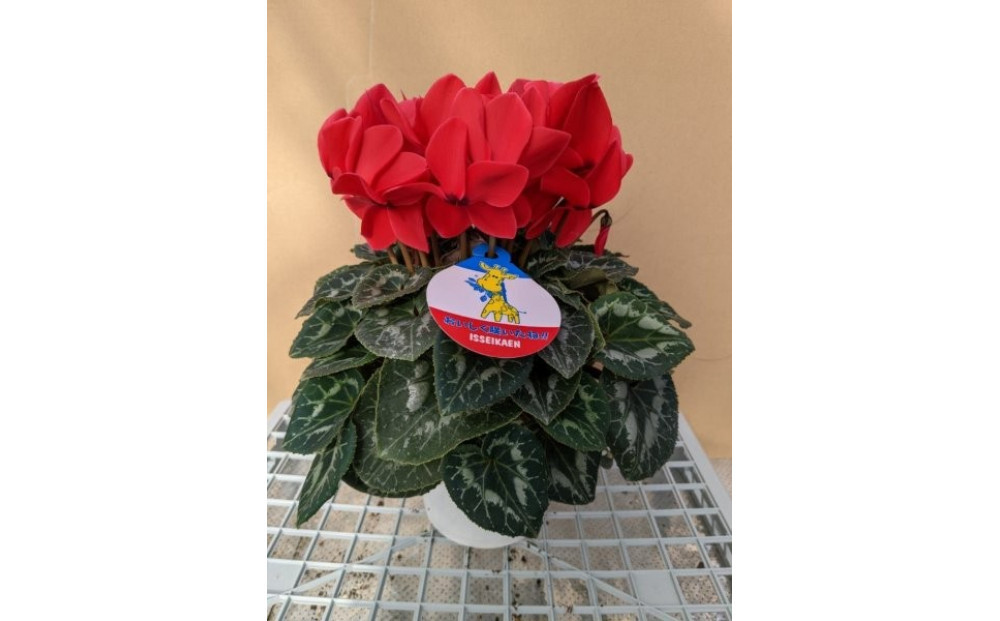 シクラメン 5号鉢 ｜シクラメン 花 生花 鉢植え ギフト プレゼント 贈り物 記念日 イベント クリスマス 季節限定 イッセイ花園 栃木県 日光市