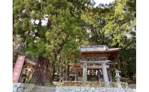 わに塚の1本桜