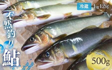 【生鮎解禁】四万十川上流の天然釣り鮎 500g / 冷蔵4～12尾 着日指定不可 あゆ アユ 塩焼き 鮎 Esj-30k