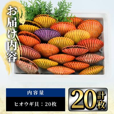 ふるさと納税 佐伯市 ヒオウギ貝 (20枚) |  | 01