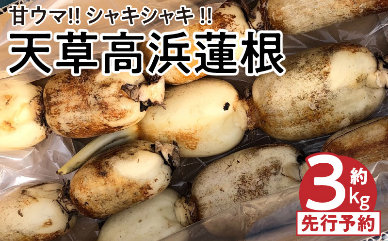 
S089-010_天草 高浜蓮根 約3キロ〈先行受付〉
