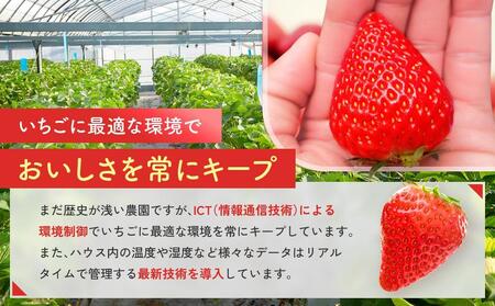 先行受付【静岡県産いちご】完熟紅ほっぺ2パックセット（300g×2パック）【2026年1月下旬以降発送予定】