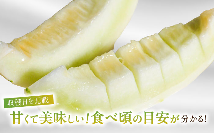 しらかばメロン 5玉〜8玉 約5kg / メロン めろん 果物 フルーツ / 南島原市 / うえだメロン園 [SAD009]