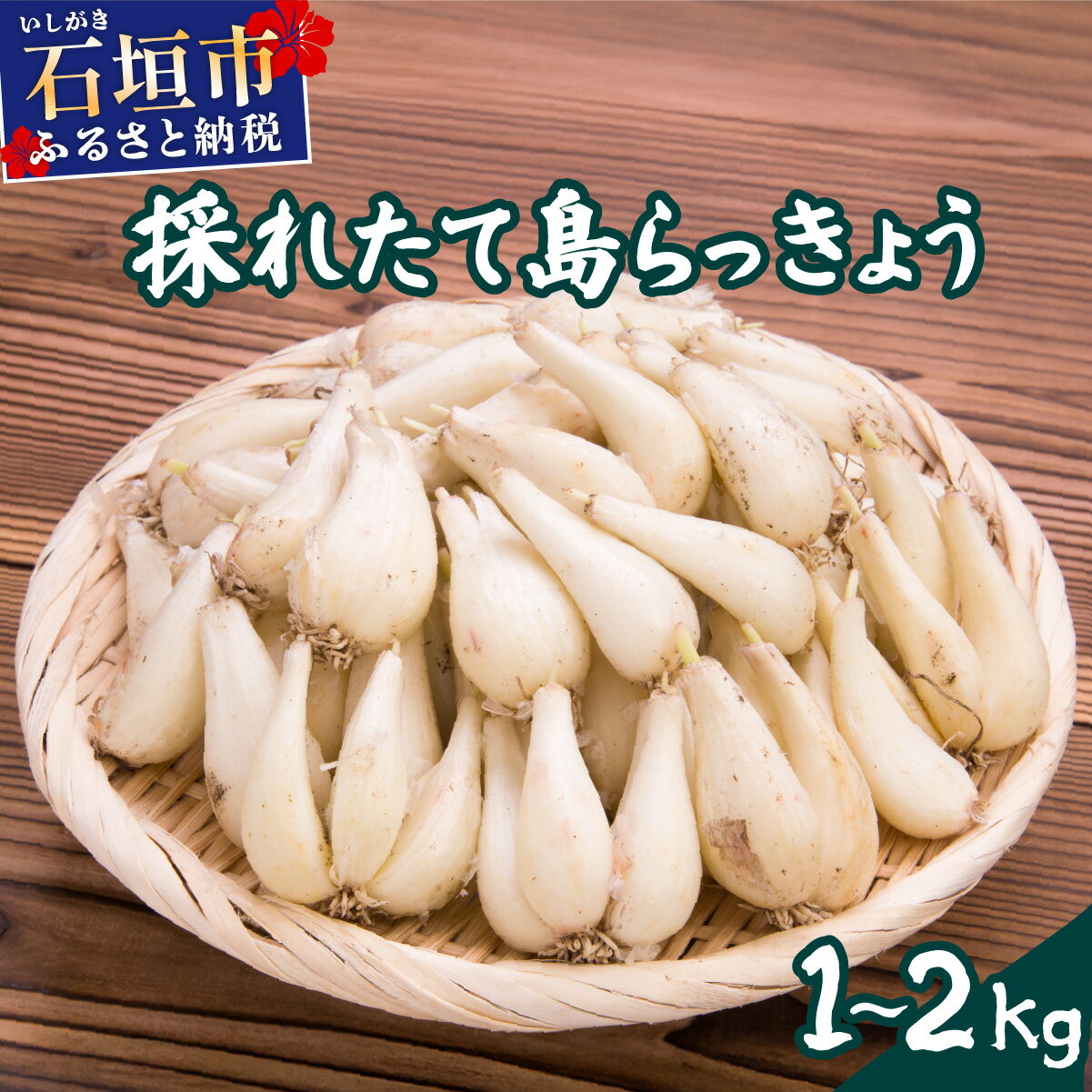 【ふるさと納税】＜選べる容量＞≪2026年2月下旬～5月下旬発送≫採れたて島らっきょう 1kg・1.5kg・2kg｜沖縄県 石垣市 ふるさと納税 野菜 らっきょう 島らっきょう おつまみ 採れたて 料理 漬物 天ぷら おかぴ農園 産地直送 送料無料 OK-01 OK-02 OK-03