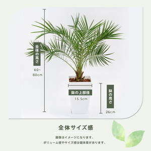 1月上旬～発送【観葉植物】フェニックス・ロベレニー60cm～80cm(Green Base/017-1469)南国鹿児島県で育った 観葉植物！植物 鉢付 インテリア 室内 オフィス おしゃれ プレゼン
