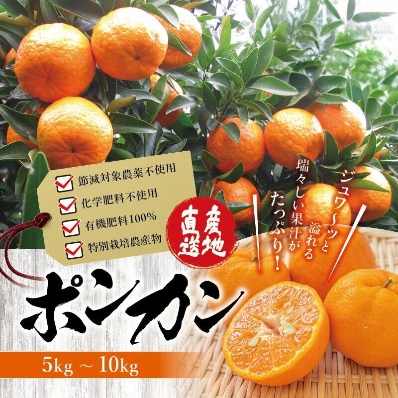 【ふるさと納税】 くしもとポンカン L〜2Lサイズ 5kg・10kg【1月上旬〜2月中旬頃発送予定】 有機肥料 ぽんかん フルーツ 果実 みかん ミカン オレンジ 旬 限定 節減対象農薬不使用 化学肥料不使用