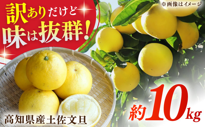 【先行予約】高知県産 訳あり 土佐文旦 約10kg 〈2025年2月～発送〉 / 傷 シミの訳アリ 大容量 ぶんたん 文旦 訳あり わけあり 果物 【株式会社　四国健商】 [ATAF038]