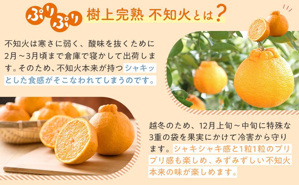 ［限定］不知火 樹上完熟 約2kg （5～6個入）［2026年2月下旬頃から3月下旬頃発送］［KG6］