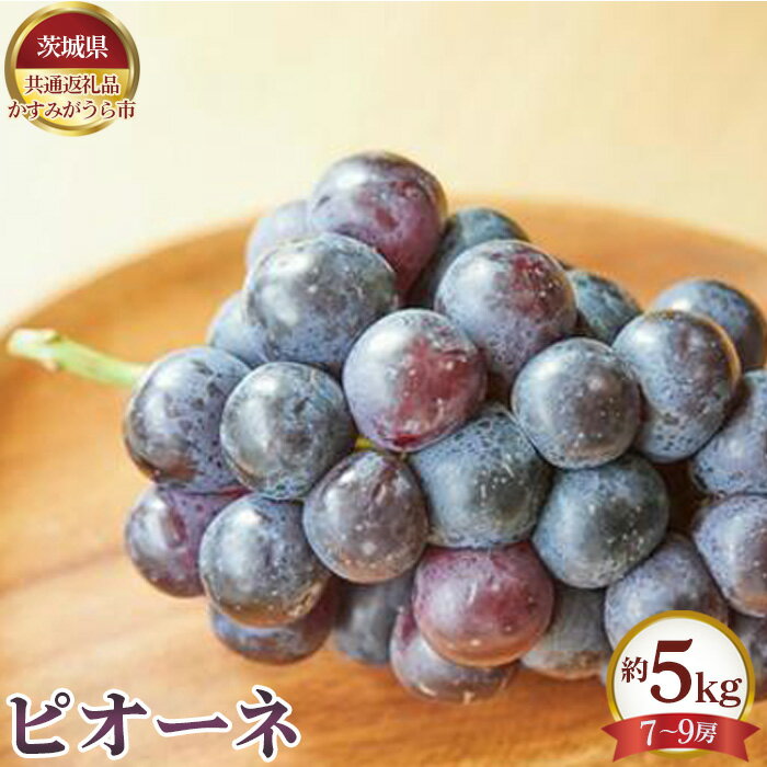 【ふるさと納税】No.656 【先行予約】ピオーネ　約5kg（7～9房）【茨城県共通返礼品 かすみがうら市】 ／ ぶどう ブドウ 葡萄 フルーツ 果物 送料無料 茨城県