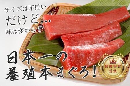【訳アリ】養殖本マグロ 赤身 3kg 黒潮本まぐろ 大容量 不定貫 刺身 まぐろ 鮪 業務用 訳あり