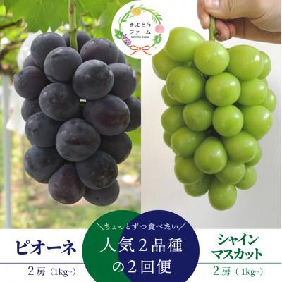 ふるさと納税 真庭市 【発送月固定定期便】ピオーネとシャインマスカットの人気便 各2房入/計1.0kg (岡山県産)全2回