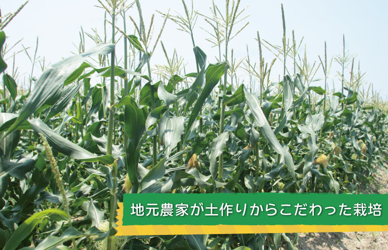 ゴールドラッシュ 15本【新鮮 野菜 泉佐野産 とうもろこし コーン やさい TONOファーム 数量限定】 G1107