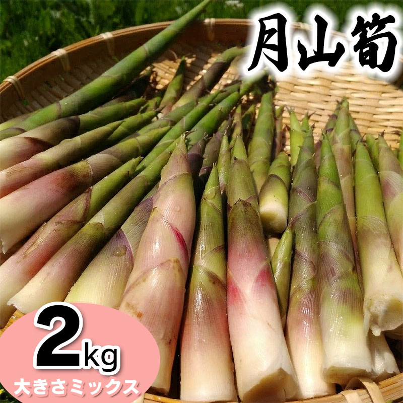 【令和8年産先行予約】月山筍（ネマガリダケ） サイズミックス2kg　がっさん たけのこ　鶴岡市朝日東部地区自治振興会