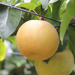 【長野県産】シャリっと瑞々しい梨(幸水または豊水)約5kg 秀品＜8月下旬から順次発送予定＞