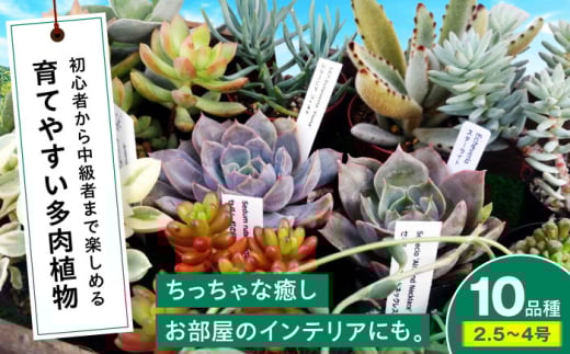 多肉植物 10品種10鉢セット 植物 セット 初心者 育てやすい 多肉植物 三次市/園芸王国パスタイム [APCJ001]