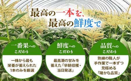 朝採り 白いとうもろこし 「雪の妖精」 北海道富良野産 L～2L 約8本 [ とうもろこし とうきび コーン ホワイトコーン 野菜 北海道 富良野 ]