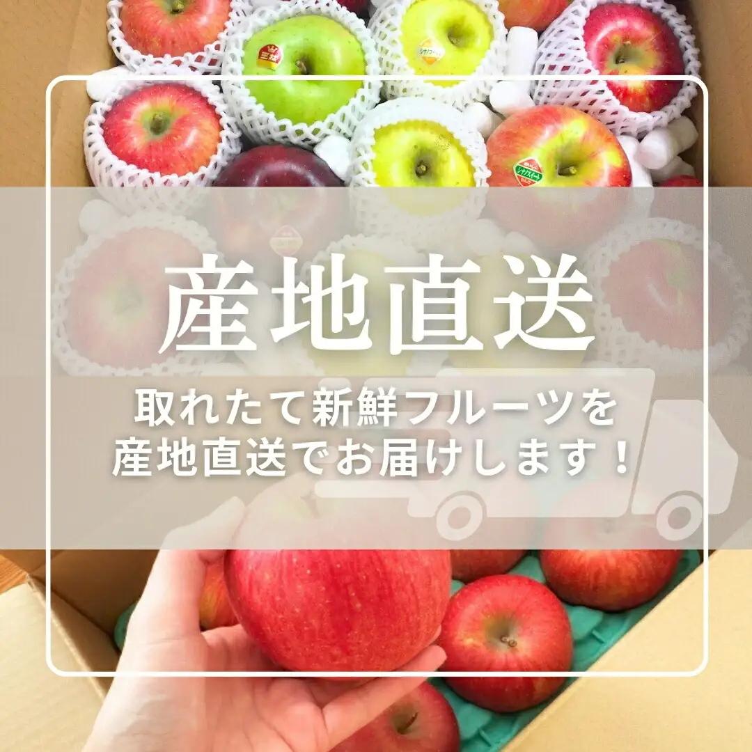【2026年先行予約】りんご サンふじ 約5kg (9~18玉) |りんご