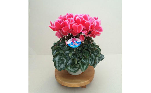 【先行予約】シクラメン リップスオレンジ 6号鉢 | 花 お花 ガーデンシクラメン オレンジ 橙色 6号 花ギフト フラワーギフト 鉢花 鉢植え ギフト プレゼント 贈答 農林水産大臣賞受賞 根本園芸