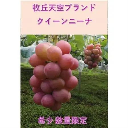 【2026年発送】10月中旬発送「牧丘天空の丘クイーンニーナ」約1kg(2～3房)【配送不可地域：離島】【1579788】