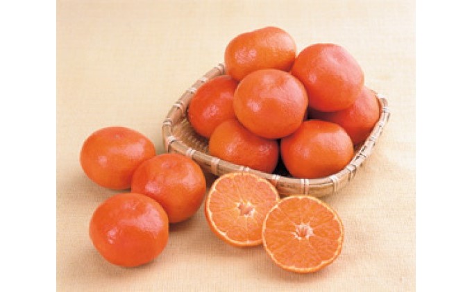 金時紅みかん　化粧箱（約2.5kg）_みかん 果物類 柑橘類 フルーツ ミカン 蜜柑 くだもの 