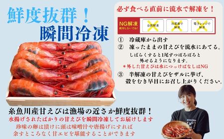 南蛮エビ 日本海直送鮮度抜群！糸魚川産『甘えび』250g×2パック  甘くとろける格別の味  際立つ甘さと鮮やかさ【プロも太鼓判！】