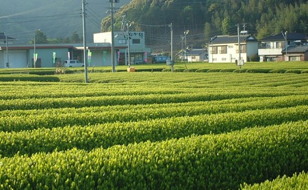 お茶 静岡 川根茶 5本セット 緑茶 日本茶 飲料 お茶