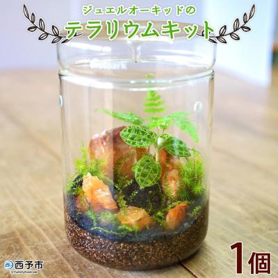 ふるさと納税 西予市 <ジュエルオーキッドのテラリウムキット>コケ 苔 シダ インテリア ガーデニング