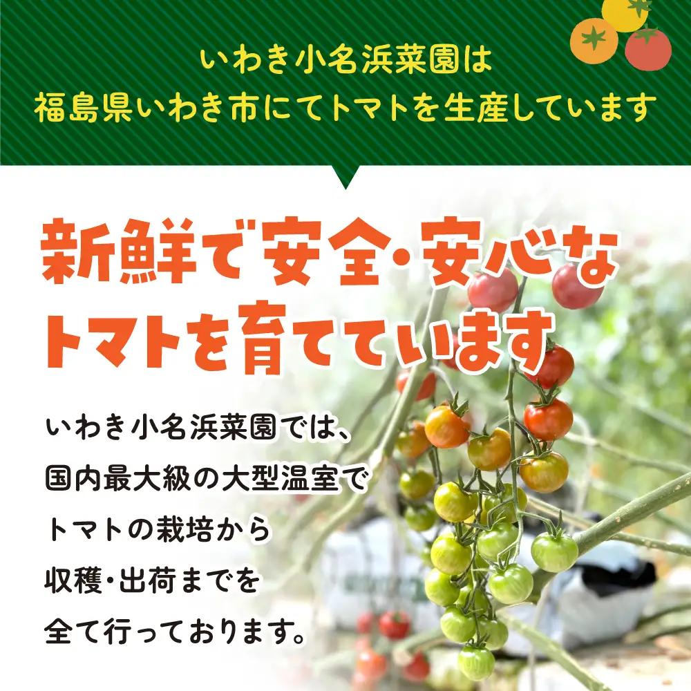 【9月～12月】訳あり 中玉 トマト 約3.5kg×1箱 | 訳あり トマト 中玉トマト 3.5kg 1箱 産地直送 野菜 国産 福島県 いわき産 とまと 数量限定 規格外 不揃い フレッシュ ジュー