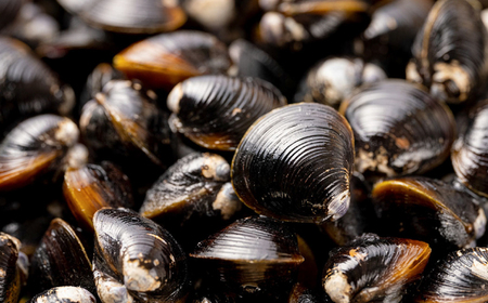 新鮮採れたて！宍道湖産活大和しじみ特大粒3kg(砂はき済み) 島根県松江市/平野缶詰有限会社[ALBZ024]