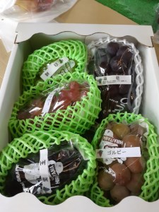 【2026年先行受付】エコファーマー生産！ぶどうの王様「藤稔」と旬のぶどう詰合せ3kg【北海道・沖縄・離島　配送不可】