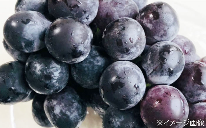 【先行予約】【8月中旬から順次発送】 ニューピオーネ 4から5房 約2kg 愛媛県大洲市/有限会社西山青果　フルーツ 果物 ぶどう ピオーネ [AGAR024]