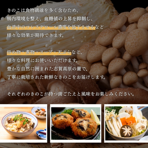 きのこ 志賀高原 セット きのこ
