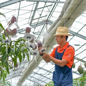 マンゴー 【2026 夏発送】 ふじえだ完熟マンゴー 1玉 【先行予約開始】 マンゴー マンゴー